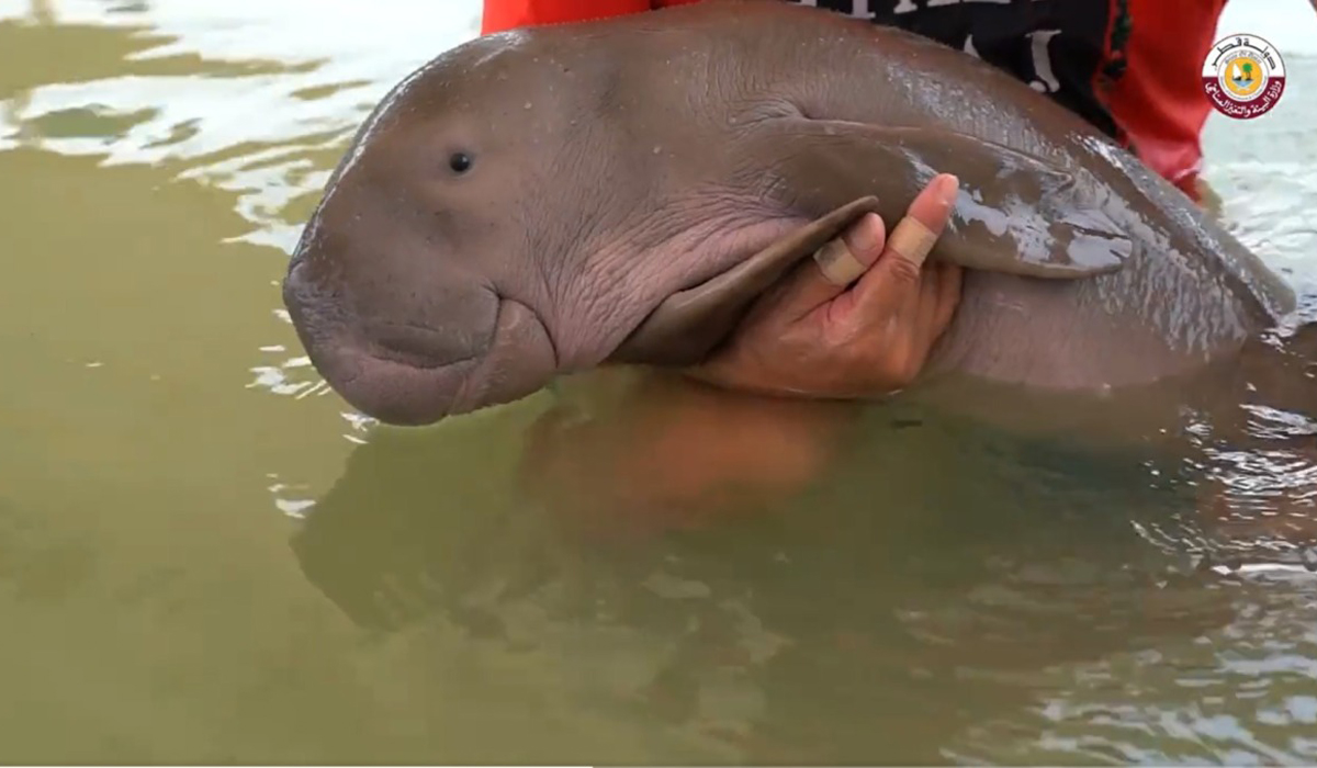 'Ocean': Ministry names rescued dugong in Qatar